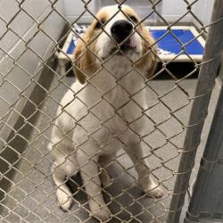 Shelter Stray Male Dog last seen MEMORIAL PARKWAY, 4950 SW Triana Blvd, Huntsville, AL 35805, USA