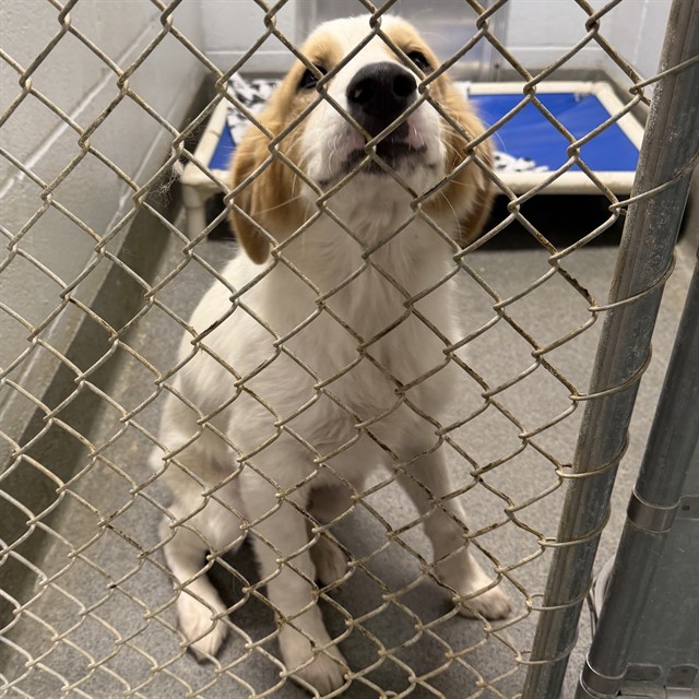 Shelter Stray Male Dog last seen MEMORIAL PARKWAY, 4950 SW Triana Blvd, Huntsville, AL 35805, USA