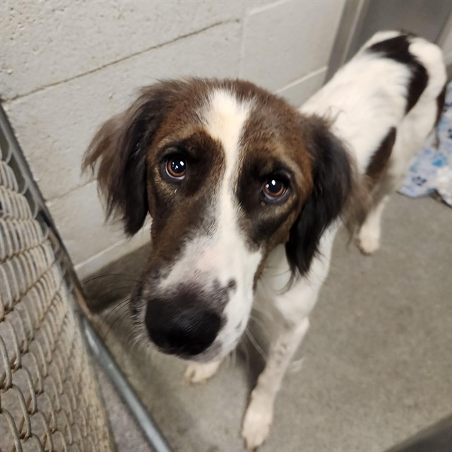 Shelter Stray Female Dog last seen PARKWAY/ CLINTON, 4950 SW Triana Blvd, Huntsville, AL 35805, USA