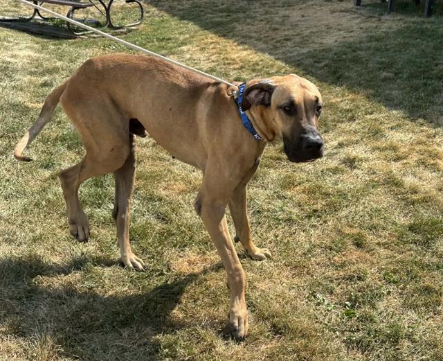 Shelter Stray Male Dog last seen Near BLOCK N 24TH ST, 3839 W Burnham St, West Milwaukee, WI 53215, USA