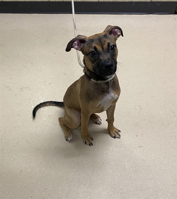 Shelter Stray Female Dog last seen 51ST/ SILVER SPRING, 3839 W Burnham St, West Milwaukee, WI 53215, USA