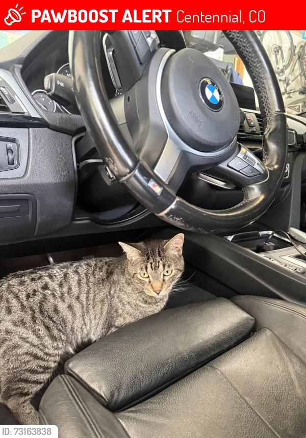 Lost Male Cat last seen By Arapahoe High School, Varsity Inn, ARC thrift store etc, Centennial, CO 80122