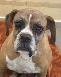 Shelter Stray Male Dog last seen Near BLOCK N CHAMBERS RD, DENVER CO 80239, 1241 W Bayaud Ave, Denver, CO 80223, USA