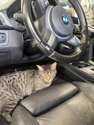 Lost Male Cat last seen By Arapahoe High School, Varsity Inn, ARC thrift store etc, Centennial, CO 80122