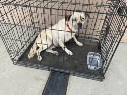 Shelter Stray Female Dog last seen Near BLOCK OLIVE AVE, PERRIS CA 92570, 581 S Grand Ave, San Jacinto, CA 92582, USA