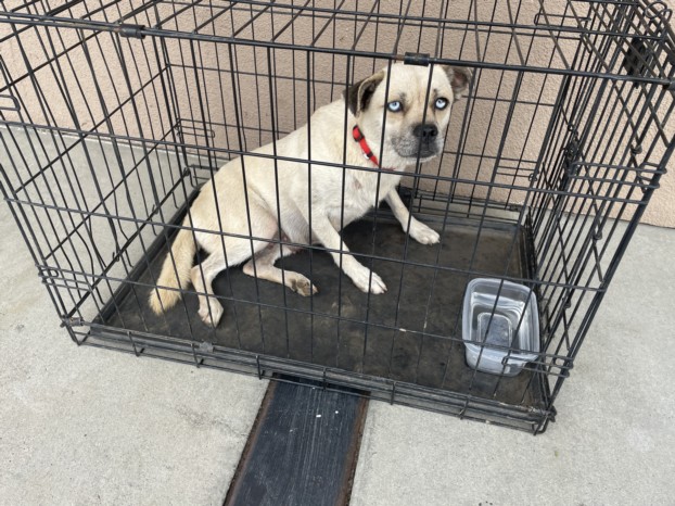 Shelter Stray Female Dog last seen Near BLOCK OLIVE AVE, PERRIS CA 92570, 581 S Grand Ave, San Jacinto, CA 92582, USA