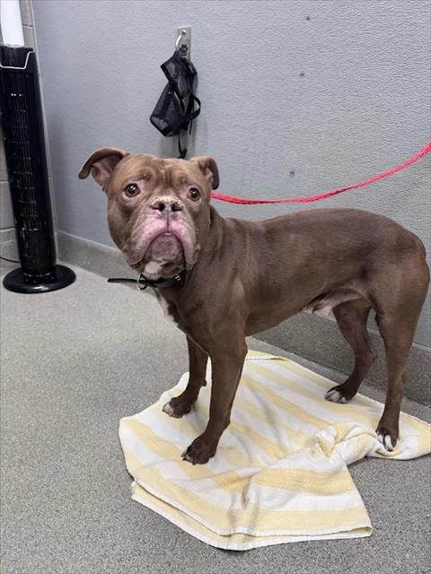 Shelter Stray Male Dog last seen N MOJAVE RD & E BONANZA RD, 655 N Mojave Rd, Las Vegas, NV 89101, USA