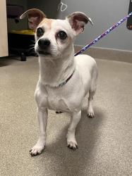 Shelter Stray Male Dog last seen TROPICANA AND JONES, 655 N Mojave Rd, Las Vegas, NV 89101, USA