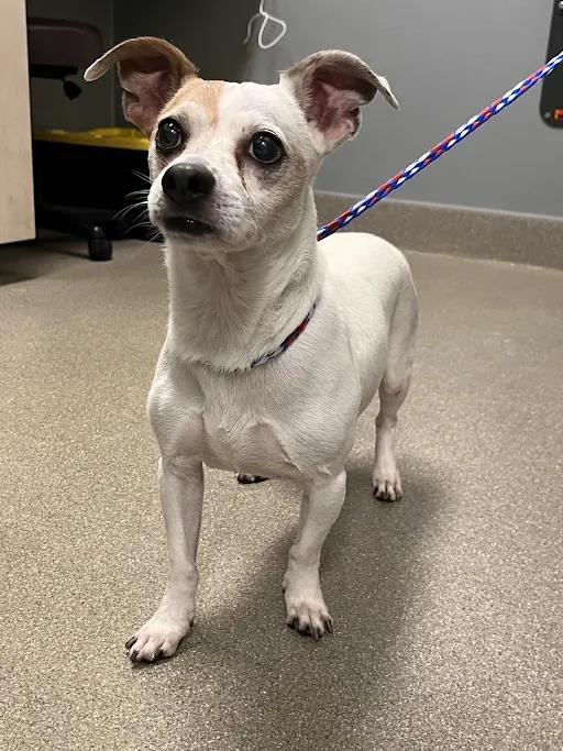 Shelter Stray Male Dog last seen TROPICANA AND JONES, 655 N Mojave Rd, Las Vegas, NV 89101, USA