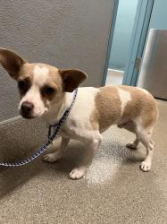 Shelter Stray Male Dog last seen Near BLOCK W CRAIG RD, NORTH LAS VEGAS NV 89032, 655 N Mojave Rd, Las Vegas, NV 89101, USA