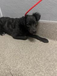Shelter Stray Female Dog last seen Near BLOCK FREEDOM CIR, LAS VEGAS NV 89115, 655 N Mojave Rd, Las Vegas, NV 89101, USA