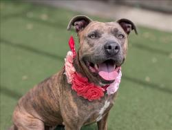Shelter Stray Female Dog last seen , 957 N Gaffey St, San Pedro, CA 90731, USA