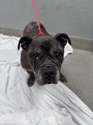 Shelter Stray Male Dog last seen Near BLOCK W RUSSELL RD, LAS VEGAS NV 89118, 655 N Mojave Rd, Las Vegas, NV 89101, USA