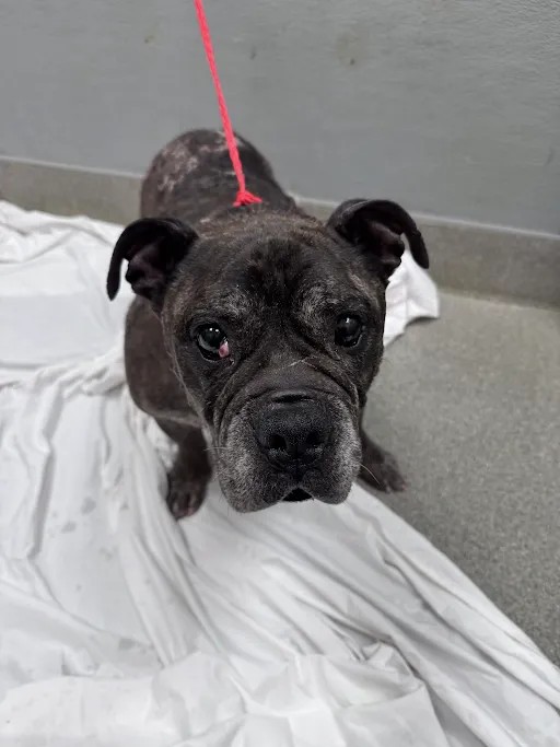 Shelter Stray Male Dog last seen Near BLOCK W RUSSELL RD, LAS VEGAS NV 89118, 655 N Mojave Rd, Las Vegas, NV 89101, USA
