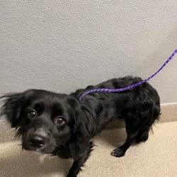 Shelter Stray Male Dog last seen E LAKE MEAD BLVD & N PECOS RD, 655 N Mojave Rd, Las Vegas, NV 89101, USA