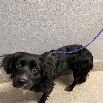 Shelter Stray Male Dog last seen E LAKE MEAD BLVD & N PECOS RD, 655 N Mojave Rd, Las Vegas, NV 89101, USA