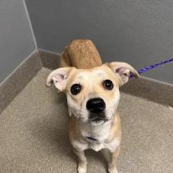 Shelter Stray Female Dog last seen E LAKE MEAD BLVD & N PECOS RD, 655 N Mojave Rd, Las Vegas, NV 89101, USA