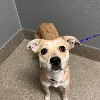 Shelter Stray Female Dog last seen E LAKE MEAD BLVD & N PECOS RD, 655 N Mojave Rd, Las Vegas, NV 89101, USA