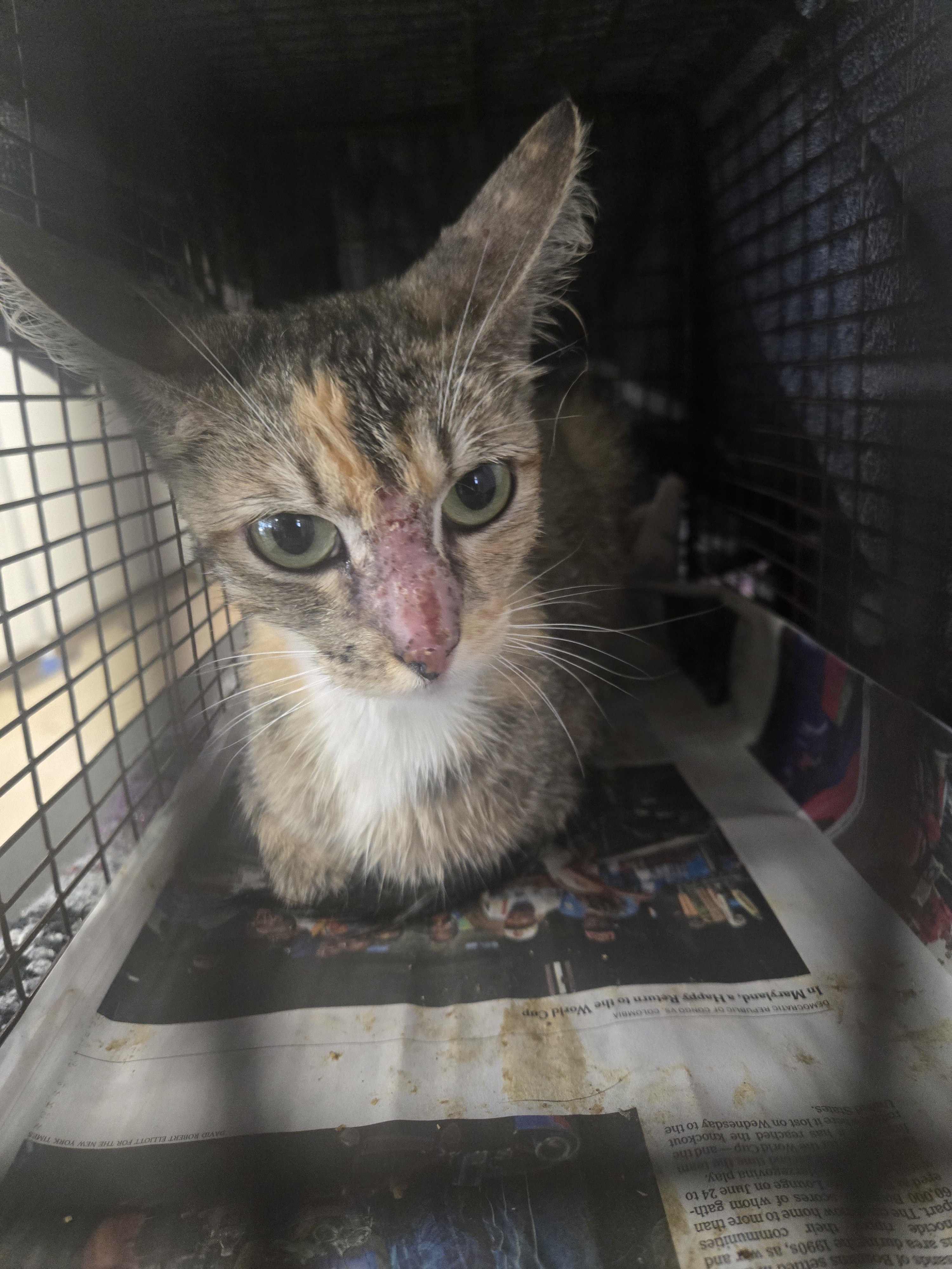 Shelter Stray Female Cat last seen , 957 N Gaffey St, San Pedro, CA 90731, USA