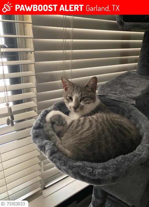 Lost Male Cat last seen Cardinal and phoebe, Garland, TX 75042