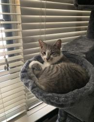 Lost Male Cat last seen Cardinal and phoebe, Garland, TX 75042