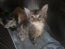 Shelter Stray Female Cat last seen , 957 N Gaffey St, San Pedro, CA 90731, USA