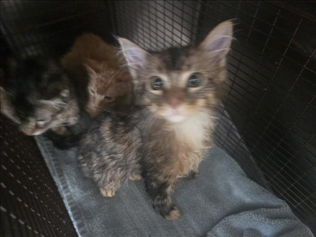 Shelter Stray Female Cat last seen , 957 N Gaffey St, San Pedro, CA 90731, USA
