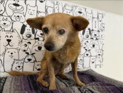 Shelter Stray Female Dog last seen , 957 N Gaffey St, San Pedro, CA 90731, USA