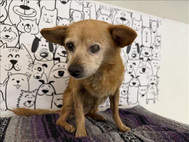 Shelter Stray Female Dog last seen , 957 N Gaffey St, San Pedro, CA 90731, USA