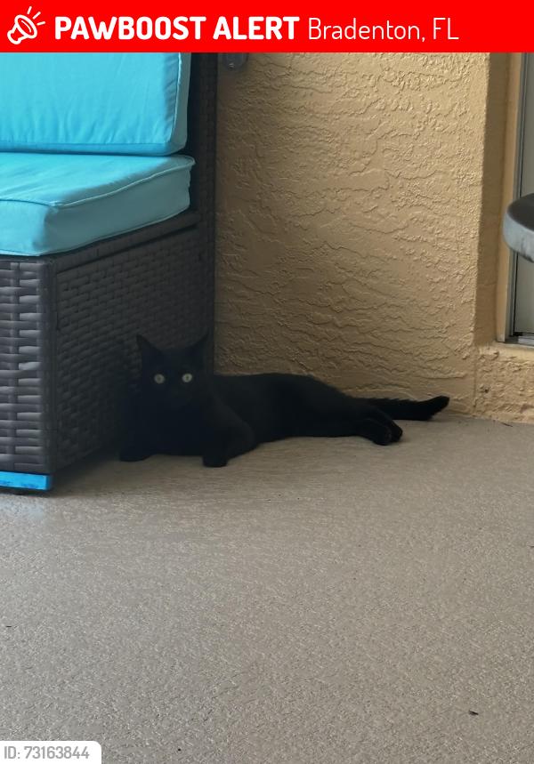 Lost Female Cat last seen Bradenton near the Wawa and Walgreens area, Bradenton, FL 34212