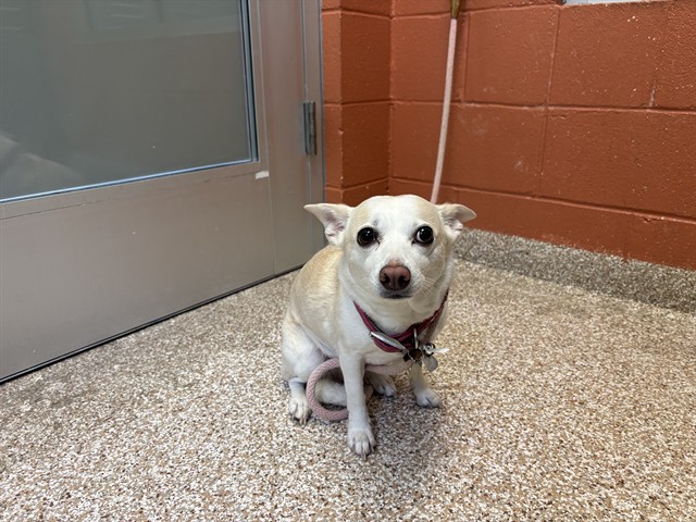 Shelter Stray Female Dog last seen Near BLOCK N ELIZABETH ST, PUEBLO CO 81008, 4600 Eagleridge Pl, Pueblo, CO 81008, USA