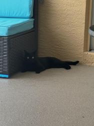 Lost Female Cat last seen Bradenton near the Wawa and Walgreens area, Bradenton, FL 34212