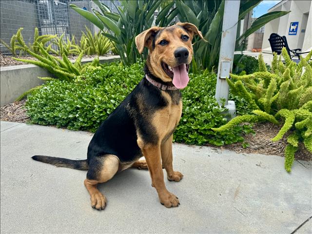 Shelter Stray Female Dog last seen , 957 N Gaffey St, San Pedro, CA 90731, USA