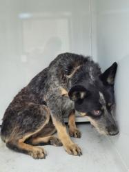Shelter Stray Female Dog last seen , 957 N Gaffey St, San Pedro, CA 90731, USA