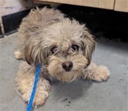 Shelter Stray Female Dog last seen , 600 Aviation Dr, Camarillo, CA 93010, USA