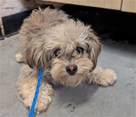 Shelter Stray Female Dog last seen , 600 Aviation Dr, Camarillo, CA 93010, USA