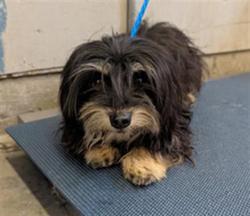 Shelter Stray Male Dog last seen , 600 Aviation Dr, Camarillo, CA 93010, USA