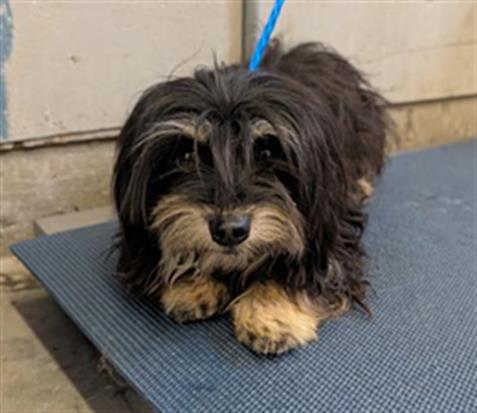 Shelter Stray Male Dog last seen , 600 Aviation Dr, Camarillo, CA 93010, USA