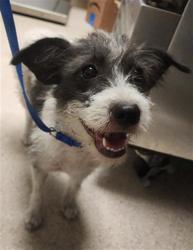Shelter Stray Female Dog last seen Near BLOCK WARREN AVE, BAKERSFIELD CA 93308, 3951 Fruitvale Ave, Bakersfield, CA 93308, USA