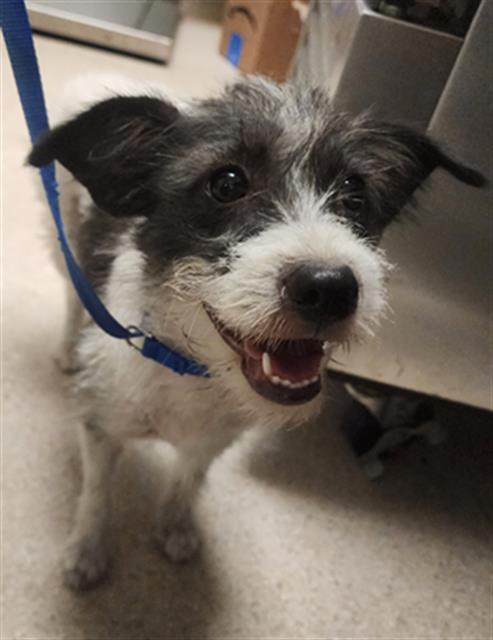 Shelter Stray Female Dog last seen Near BLOCK WARREN AVE, BAKERSFIELD CA 93308, 3951 Fruitvale Ave, Bakersfield, CA 93308, USA