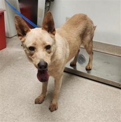 Shelter Stray Female Dog last seen Near BLOCK WARREN AVE, BAKERSFIELD CA 93308, 3951 Fruitvale Ave, Bakersfield, CA 93308, USA