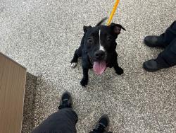 Shelter Stray Female Dog last seen Near BLOCK MOTOR CITY DR, COLORADO SPRINGS CO 80905, 610 Abbot Ln, Colorado Springs, CO 80905, USA