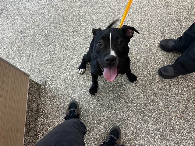 Shelter Stray Female Dog last seen Near BLOCK MOTOR CITY DR, COLORADO SPRINGS CO 80905, 610 Abbot Ln, Colorado Springs, CO 80905, USA