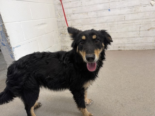 Shelter Stray Female Dog last seen Near BLOCK E 21ST, 333 Chandler Pl, San Bernardino, CA 92408, USA