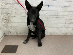 Shelter Stray Male Dog last seen Near BLOCK W. RAMONA DR, 333 Chandler Pl, San Bernardino, CA 92408, USA