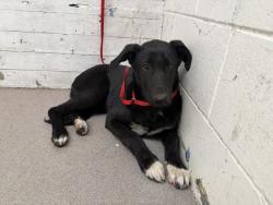 Shelter Stray Female Dog last seen Near BLOCK W. RAMONA DR, 333 Chandler Pl, San Bernardino, CA 92408, USA