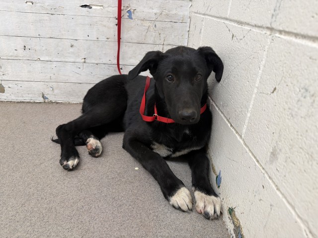 Shelter Stray Female Dog last seen Near BLOCK W. RAMONA DR, 333 Chandler Pl, San Bernardino, CA 92408, USA