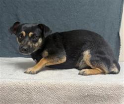 Shelter Stray Male Dog last seen , 38550 Sierra Hwy, Palmdale, CA 93550, USA