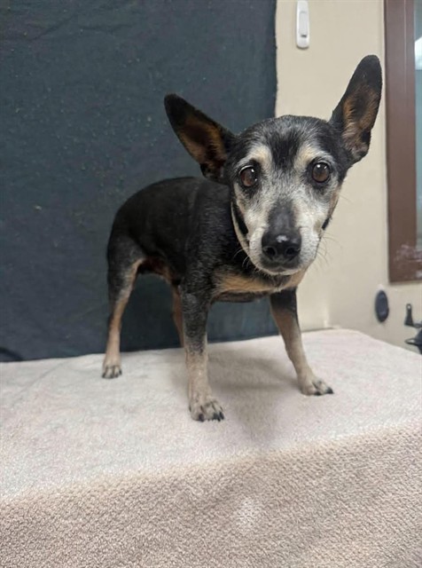 Shelter Stray Male Dog last seen , 38550 Sierra Hwy, Palmdale, CA 93550, USA