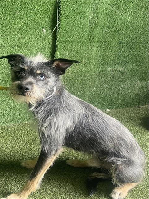 Shelter Stray Male Dog last seen , 5210 W Ave I, Lancaster, CA 93536, USA